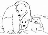 Urso Ursos Tanta Podem Empolgadas Ficarão Certeza Gostar Eventualmente Elas sketch template