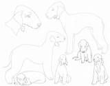 Bedlington Terrier Kennels Lilac sketch template