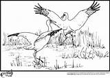 Coloring Stork Pages Storks Dancing Their Popular sketch template