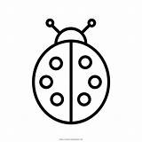 Colorare Coccinella Ladybug Mariquita Malvorlagen Ausmalen Ausmalbilder Bug Pintar Ultracoloringpages sketch template