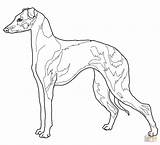 Greyhound Levriero Italian Disegno Windspiel Cane Ausmalbild Italienisches Piccolo Supercoloring Kategorien sketch template