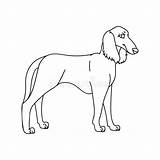 Saluki Kennel Purebred Pedigree Doggie Lineart sketch template