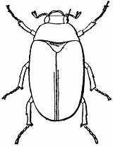 Beetle Clipart Clip Bugs Beetles Outline Insect Cliparts Bug May Drawings June Leaf Library Large Gif Clipartmag Etc Clipartbest Computer sketch template