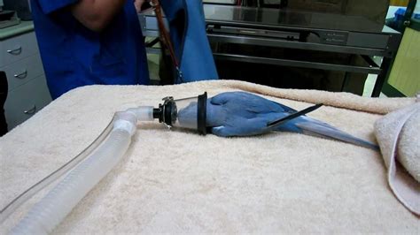 preparing indian ringneck parrot  bird  ray youtube