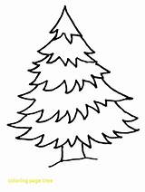 Coloring Tree Pine Pages Printable Color Christmas Getcolorings sketch template