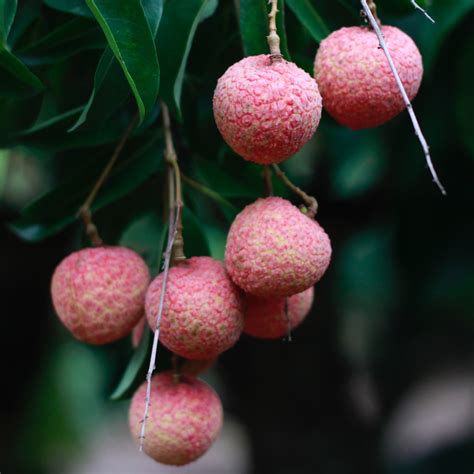 kaimana lychee white balsamic vinegar arbosana