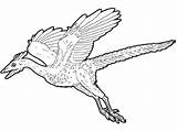 Coloring Pages Dinosaur Pterodactyl Archaeopteryx Flying Dinosaurs Color Print Ark Printable Kids Survival Evolved Dibujos Coloriage Dinosaurios Drawing Colorings Getcolorings sketch template