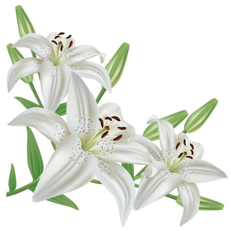 White Lilies Clipart Clipground