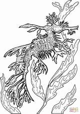 Coloring Seahorse Pages Leafy Seadragon Adult Printable Seashore Drawing Color Fish Popular Supercoloring Categories sketch template