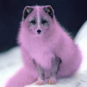 desi girl  makeup eotd silver fox    purple rinse fox