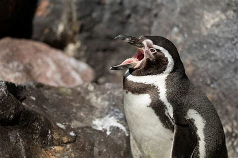 penguin facts    prove theyre   adorable animals readers digest