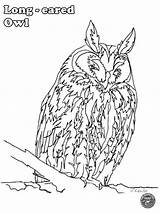 Owl Long Eared Colouring Pages Coloring sketch template