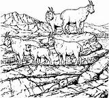 Goats Colorluna sketch template