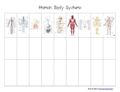 printables   kinds human body systems body systems worksheets