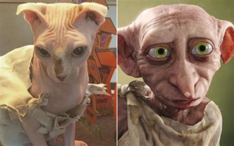 this naked cat s dobby the house elf costume is so magically perfect