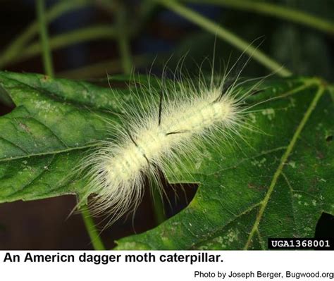 american dagger moth nc state extension publications