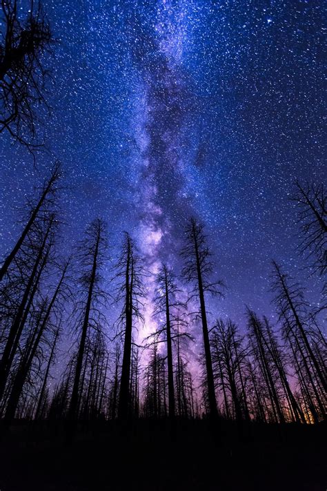 mobile hd wallpapers night sky start forest milkyway