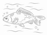 Coloring Goldfish Pages Wakin Drawing Printable sketch template