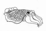 Cuttlefish Clipart Drawing Cute Drawings Fish Outline Cliparts Octopus Tattoo Drawn Animal Search Google Animals Deviantart Clipground Library sketch template