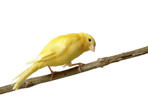 canary american singer bird breeds central