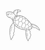 Turtle Loggerhead Drawing Getdrawings sketch template