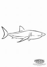 Shark Coloring Pages Kids Fish Cool Animals Choose Board Drawing Sharks sketch template