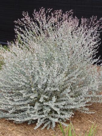 Eucalyptus 'Moon Lagoon' â¢ Australian Native Plants