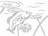 Largemouth Colorare Robalos Boca Colouring Coloriages Perches Loups Everfreecoloring Robalo sketch template
