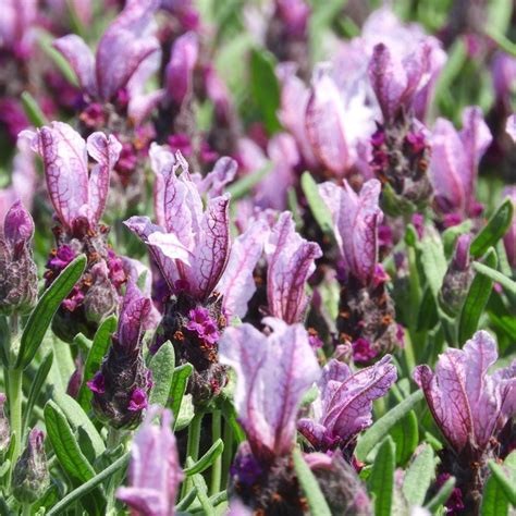 buy french lavender lavandula stoechas subsp early pink pbr