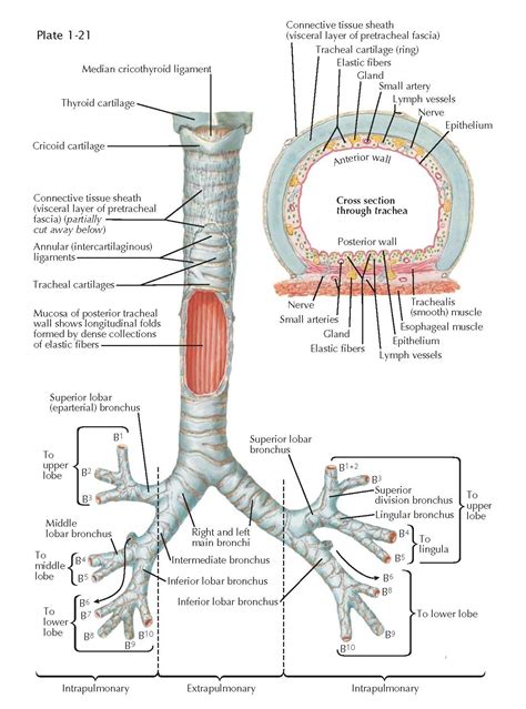 trachea diagram labeled