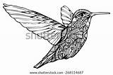 Hummingbird Zentangle Vector Style Search Shutterstock sketch template