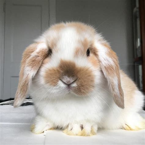 atbunnyrabbitry  instagram  face theyre