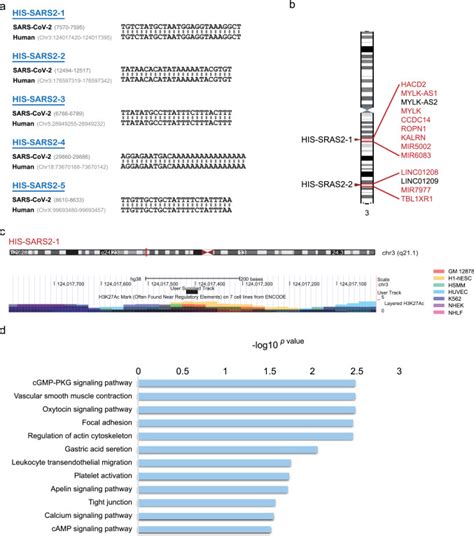 sars cov 2 rna elements share human sequence identity and upregulate