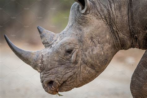 side profile   black rhino animal stock  creative market