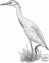 Cattle Egret Coloring 800px 9kb Drawings sketch template
