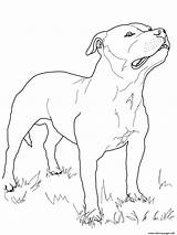 Terrier Bull Staffordshire Coloring Pages Dog Printable Drawing Colouring Boston Australian Print Supercoloring Yorkie Pitbull Russell Jack Staffy Dogs Pit sketch template