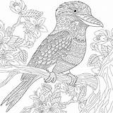 Kookaburra Bird Zentangle Coloring Stylized Australian Stock Pages Colouring Adults Vector Book Illustration Stress Anti Adult Animals Blossoming Freehand Cherry sketch template