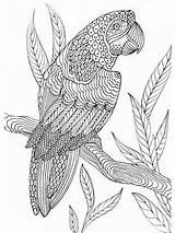 Coloring Pages Birds Zentangle Adult Bird Mandala Printable Adults Animals Parrot Colouring Choose Favoreads Club Read Book Bright Teens Colors sketch template