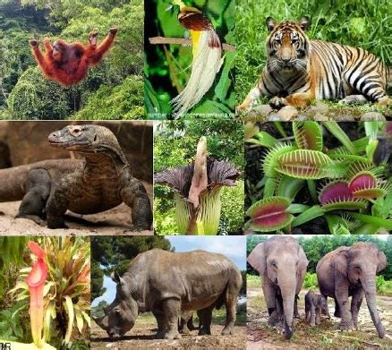 klasifikasi hewan  tumbuhan