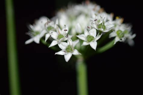 allium tuberosum cultivated efloraofindia