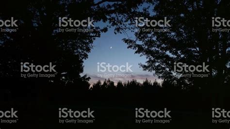 crescent moon framed  shadowed tree   twilight photo tree