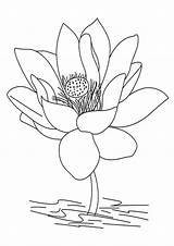 Coloring Lotus Flower Pages Blossom sketch template