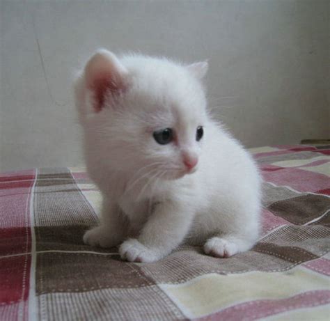 Adorable Cat Cute Kitten Kitty White Cat Image