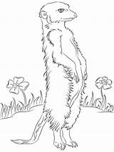 Meerkat Meerkats Colouring Suricates Drawing Animals Drawings Suricato Coloriages Mammals sketch template