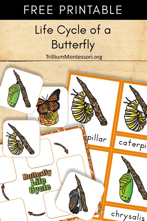 butterfly life cycle  printable templates printable