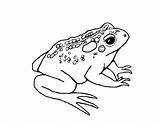 Toad Frog Ropucha Dart Kolorowanki Toads Bestcoloringpagesforkids Dla Frosch Wydruku sketch template