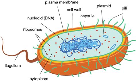 review  prokaryotic  eukaryotic cell