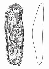 Ciliate Hieronymus sketch template