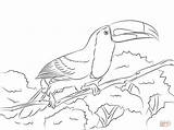 Toucan Keel Billed Ausmalbild Perched Sitzstange Tukan sketch template