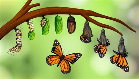 science butterfly life cycle  vector art  vecteezy